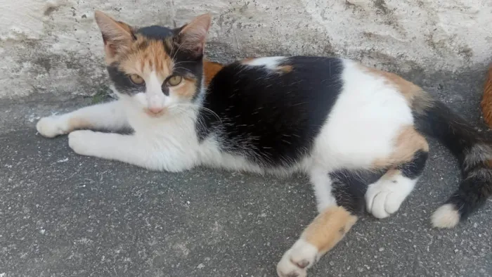 Gato ra a SRD-ViraLata idade 2 a 6 meses nome Tricolor