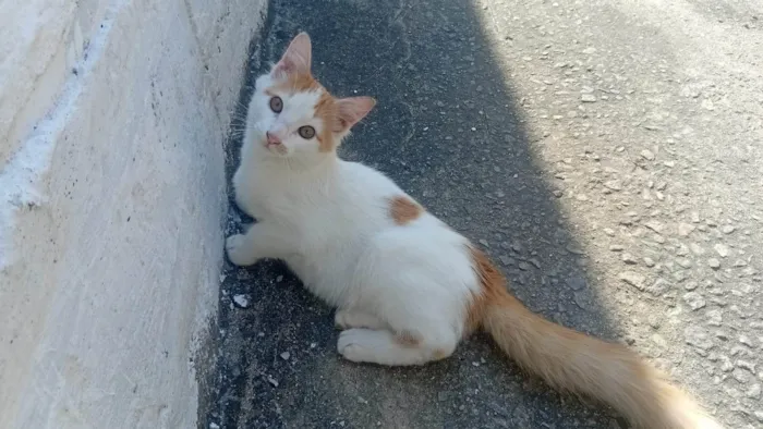 Gato ra a SRD-ViraLata idade 2 a 6 meses nome Amarelo