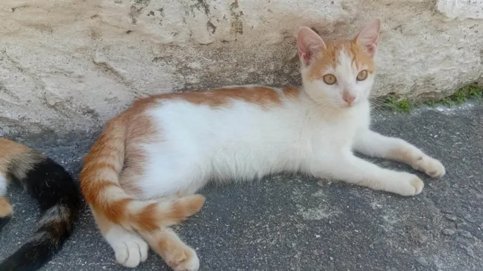Gato ra a SRD-ViraLata idade 2 a 6 meses nome Amarela