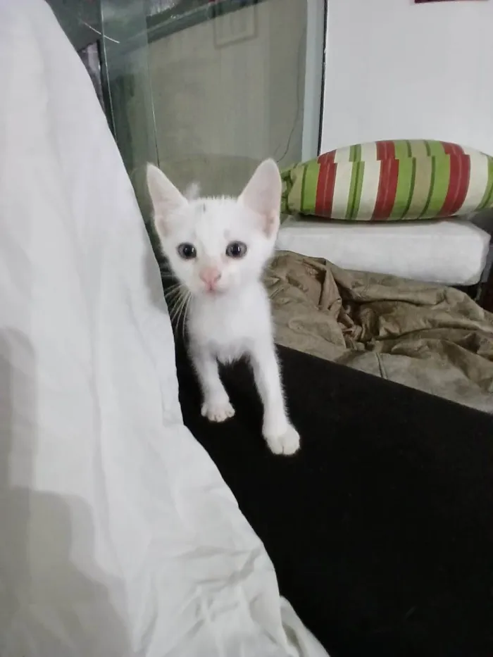 Gato ra a SRD-ViraLata idade 2 a 6 meses nome Branquinhos