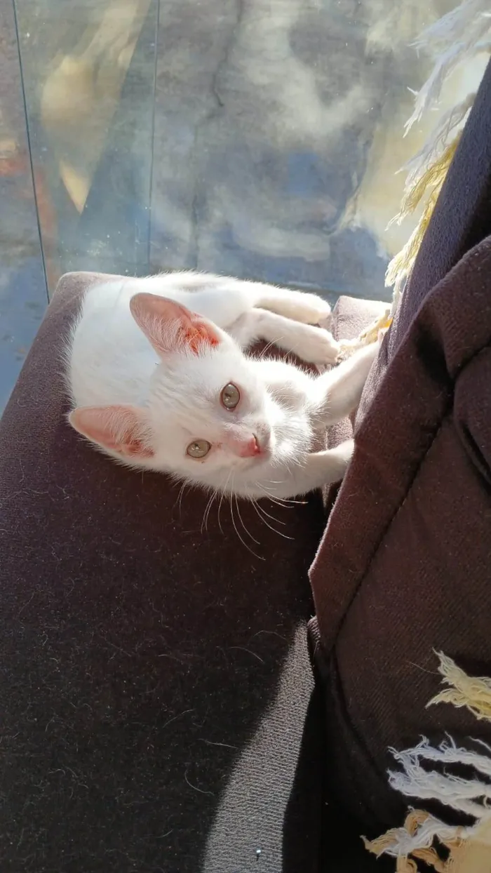 Gato ra a SRD-ViraLata idade 2 a 6 meses nome Branquinhos