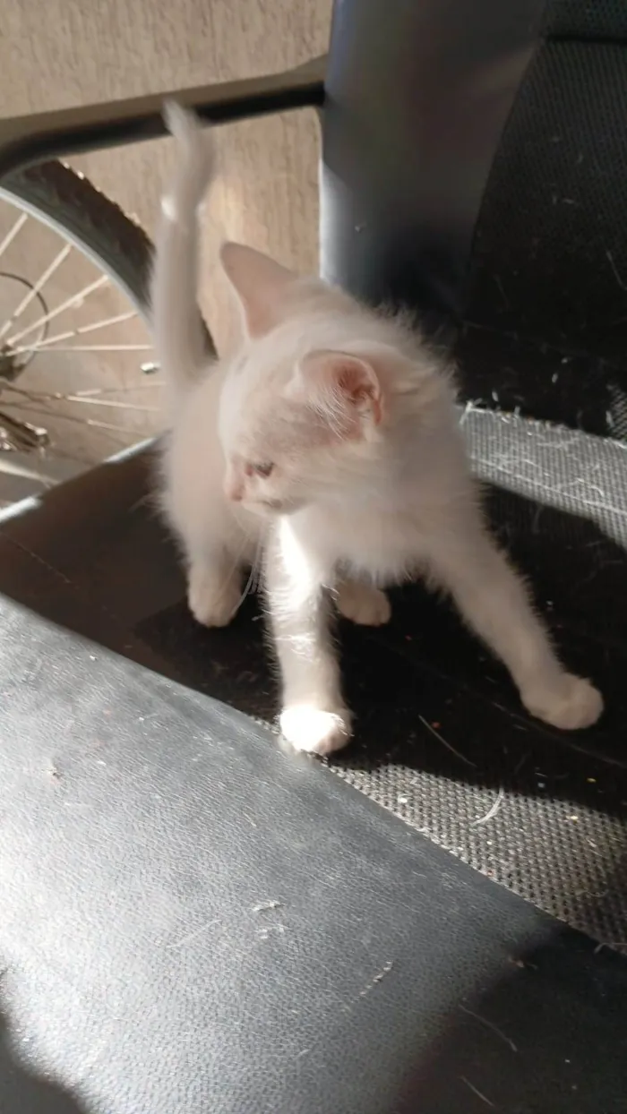 Gato ra a SRD-ViraLata idade 2 a 6 meses nome Branquinhos