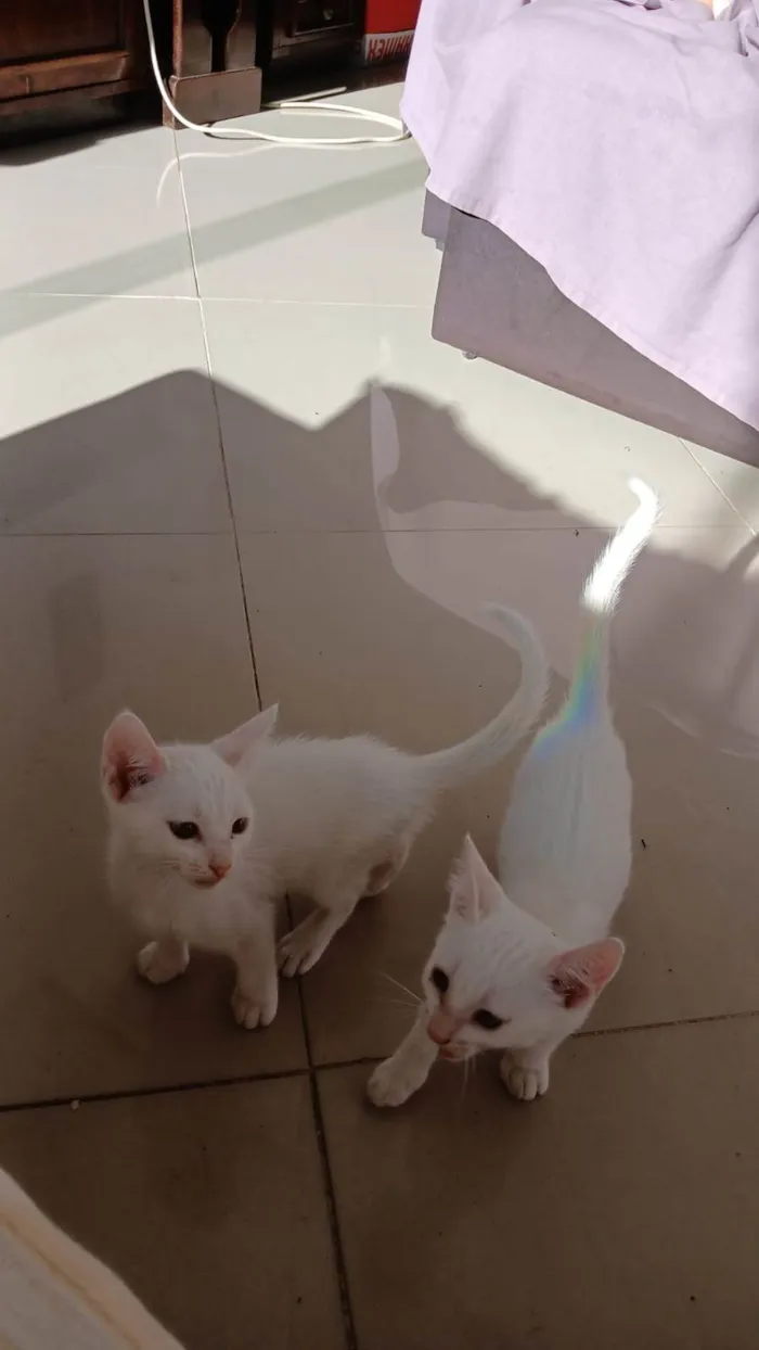 Gato ra a SRD-ViraLata idade 2 a 6 meses nome Branquinhos