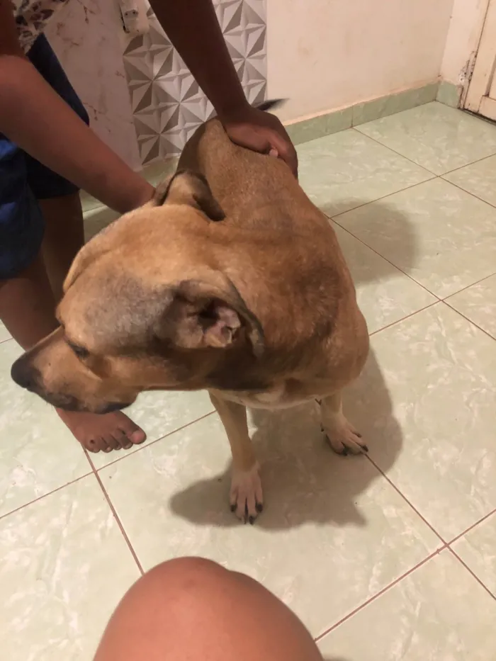Cachorro ra a SRD-ViraLata idade 3 anos nome Scoob