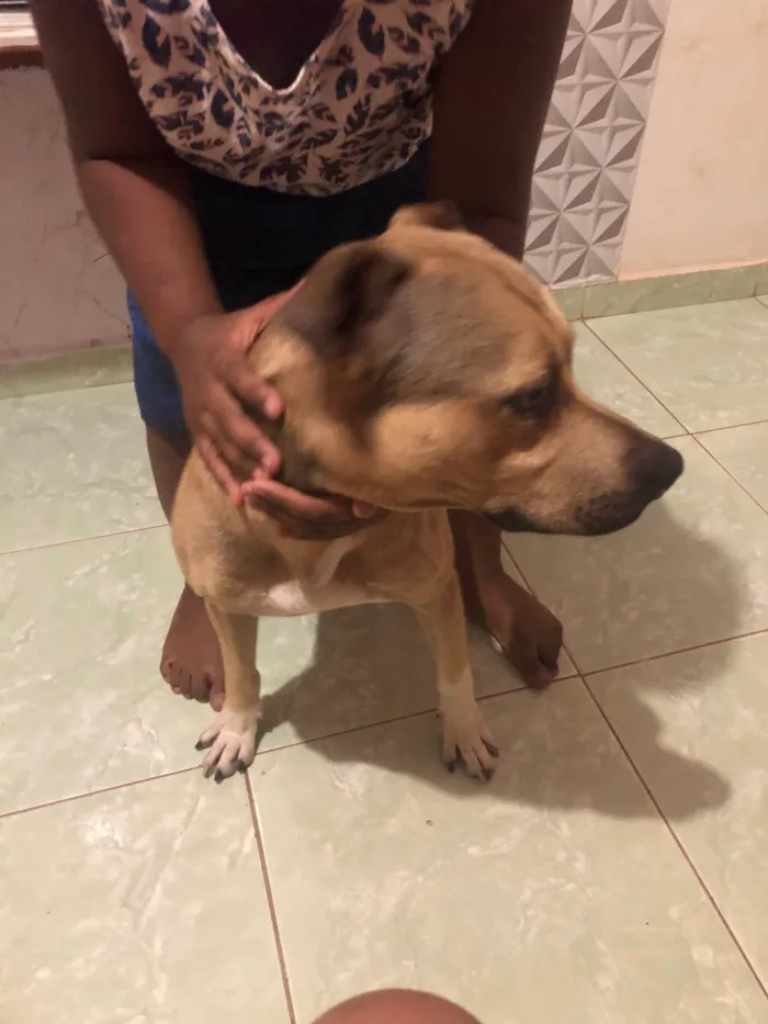 Cachorro ra a SRD-ViraLata idade 3 anos nome Scoob