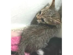 Gato raça SRD-ViraLata idade Abaixo de 2 meses nome Tigrinha
