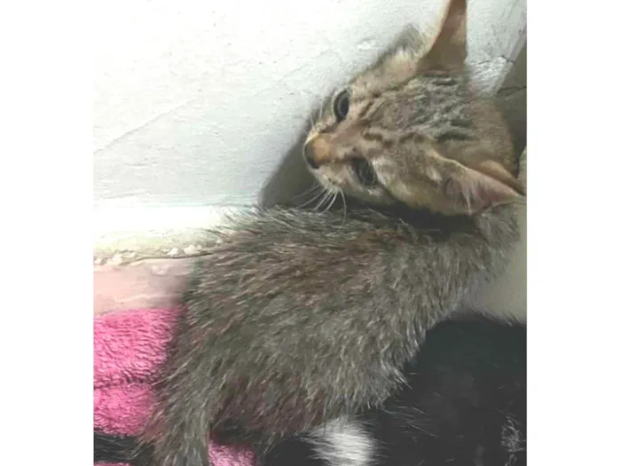 Gato ra a SRD-ViraLata idade Abaixo de 2 meses nome Tigrinha