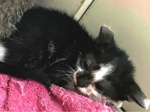 Gato raça SRD-ViraLata idade Abaixo de 2 meses nome Frajolinha