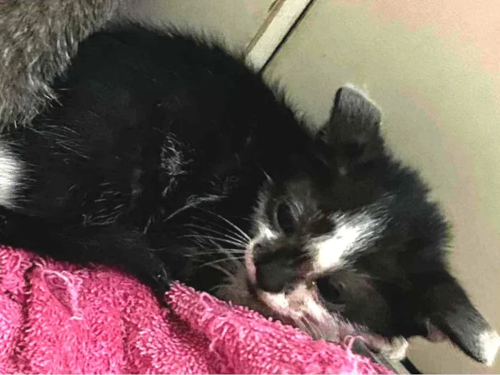 Gato ra a SRD-ViraLata idade Abaixo de 2 meses nome Frajolinha