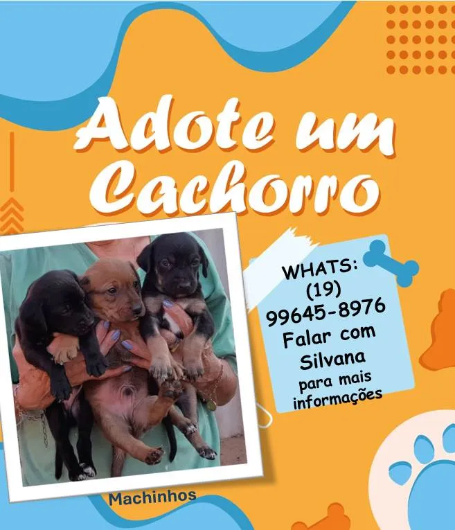 Cachorro ra a SRD-ViraLata idade Abaixo de 2 meses nome Sem nome ainda