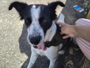 Cachorro raça SRD-ViraLata idade 3 anos nome Nina