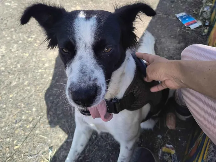 Cachorro ra a SRD-ViraLata idade 3 anos nome Nina