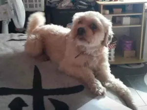 Cachorro raça Poodle idade 2 anos nome Sandra suene Cordeiro da Silva 