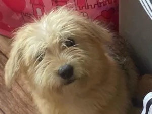 Cachorro raça SRD-ViraLata idade 2 a 6 meses nome Amora 