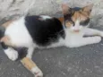 Tricolor
