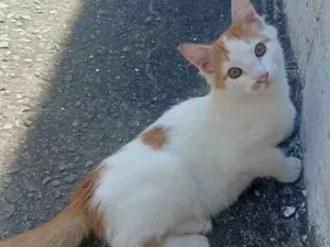 Gato raça SRD-ViraLata idade 2 a 6 meses nome Amarelo