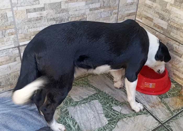 Cachorro ra a SRD-ViraLata idade 2 anos nome Gohan