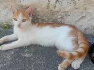 Gato raça SRD-ViraLata idade 2 a 6 meses nome Amarela
