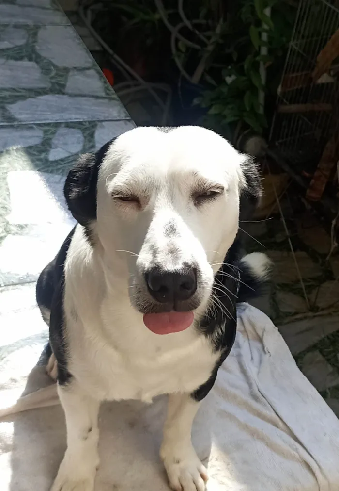 Cachorro ra a SRD-ViraLata idade 2 anos nome Gohan