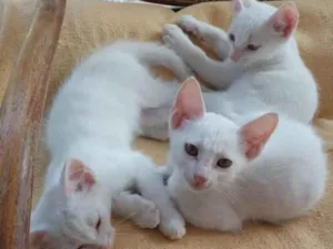 Gato raça SRD-ViraLata idade 2 a 6 meses nome Branquinhos
