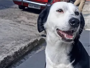Cachorro raça SRD-ViraLata idade 2 anos nome Gohan