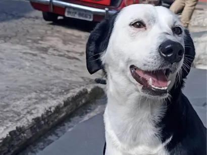 Cachorro raça SRD-ViraLata idade 2 anos nome Gohan