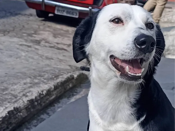 Cachorro ra a SRD-ViraLata idade 2 anos nome Gohan