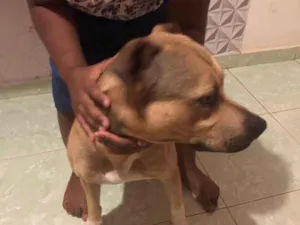 Cachorro raça SRD-ViraLata idade 3 anos nome Scoob