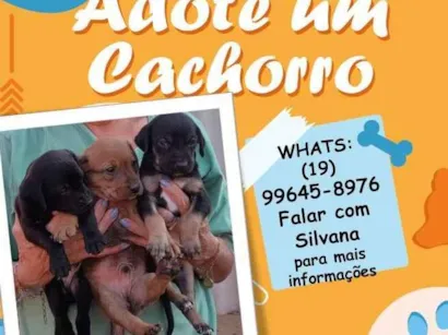 Cachorro raça SRD-ViraLata idade Abaixo de 2 meses nome Sem nome ainda
