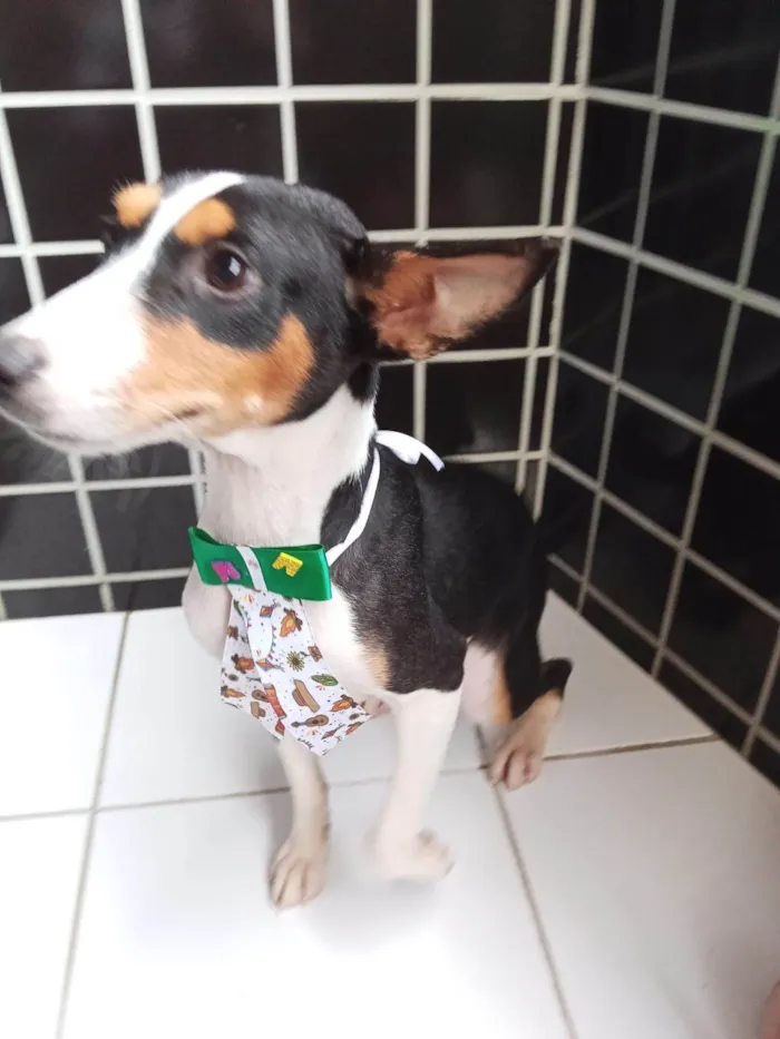 Cachorro ra a SRD-ViraLata idade 2 a 6 meses nome ZEN