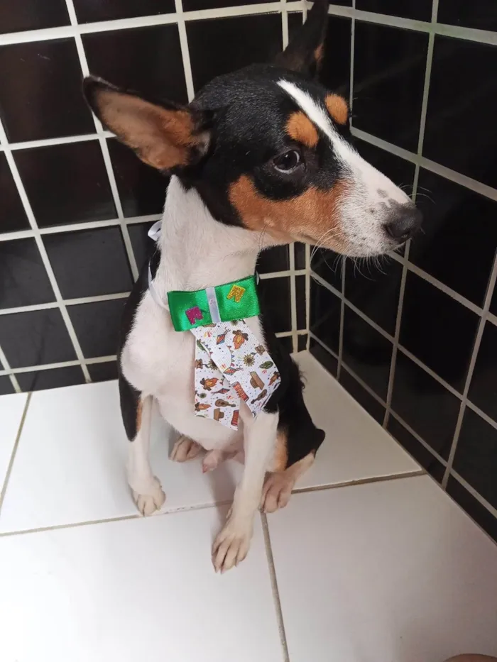 Cachorro ra a SRD-ViraLata idade 2 a 6 meses nome ZEN