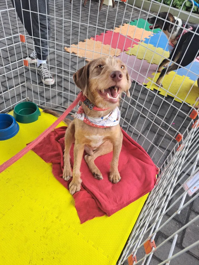 Cachorro ra a SRD-ViraLata idade 1 ano nome Alberto 