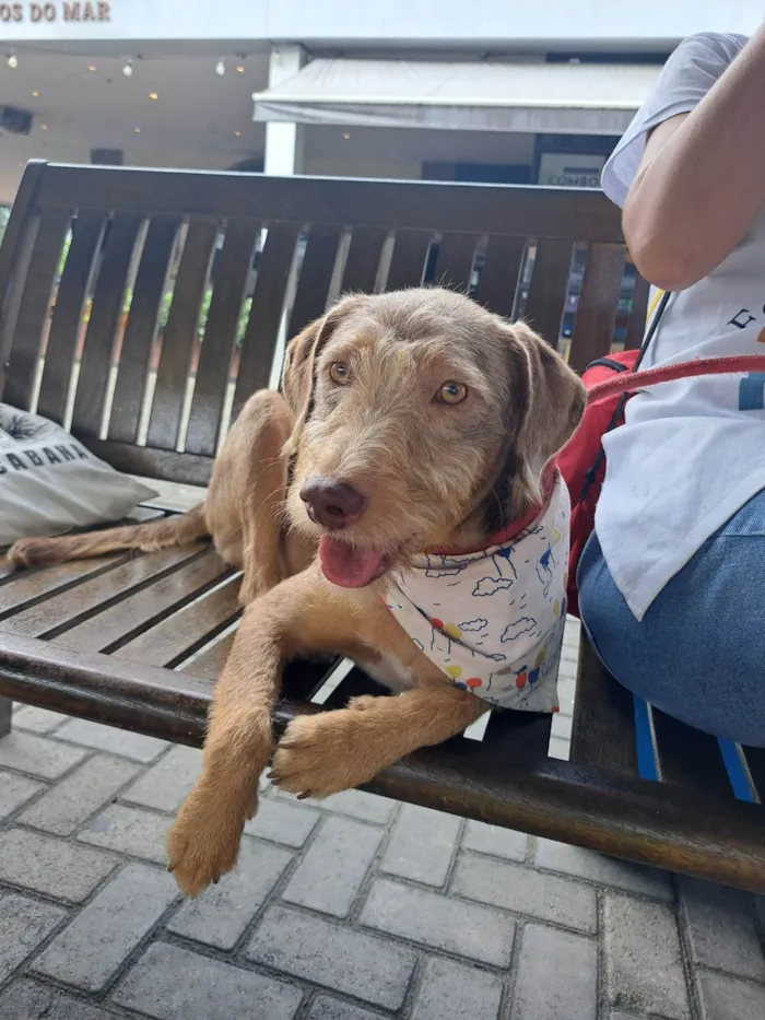 Cachorro ra a SRD-ViraLata idade 1 ano nome Alberto 