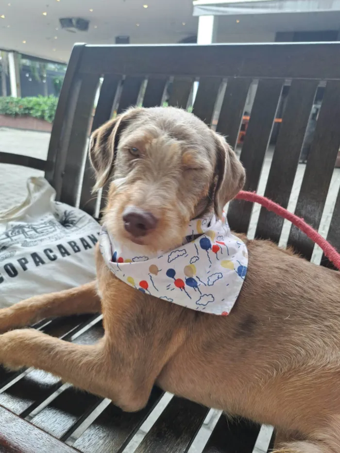Cachorro ra a SRD-ViraLata idade 1 ano nome Alberto 
