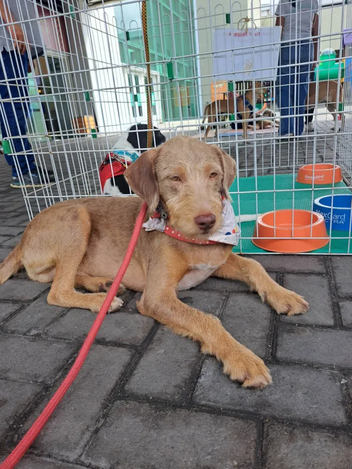 Cachorro ra a SRD-ViraLata idade 1 ano nome Alberto 