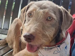 Cachorro raça SRD-ViraLata idade 1 ano nome Alberto 