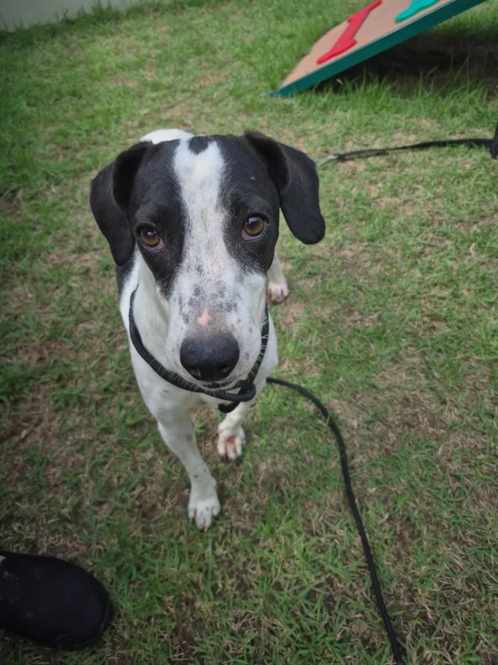 Cachorro ra a SRD-ViraLata idade 2 a 6 meses nome Jade