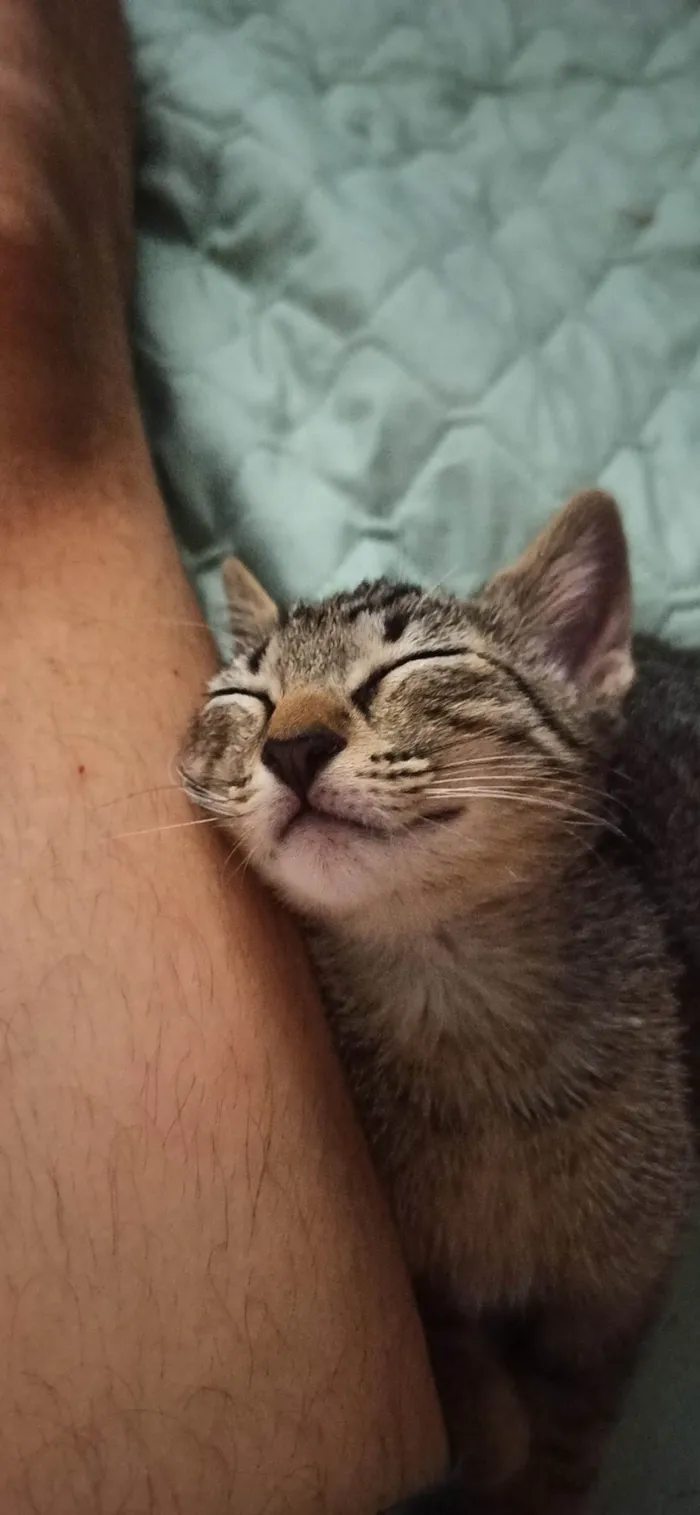 Gato ra a SRD-ViraLata idade 2 a 6 meses nome Simba