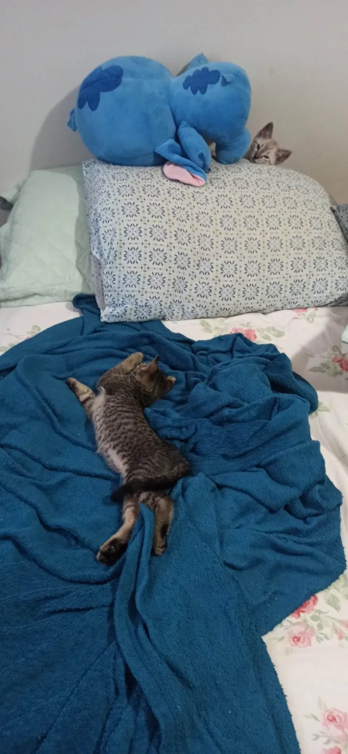 Gato ra a SRD-ViraLata idade 2 a 6 meses nome Simba