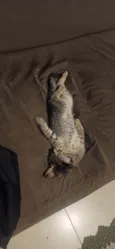 Simba