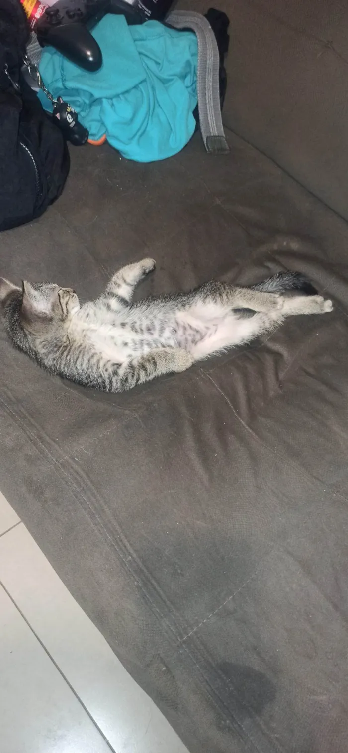 Gato ra a SRD-ViraLata idade 2 a 6 meses nome Simba