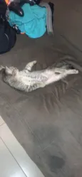 Simba