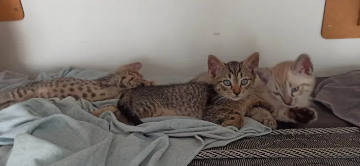 Gato ra a SRD-ViraLata idade 2 a 6 meses nome Simba