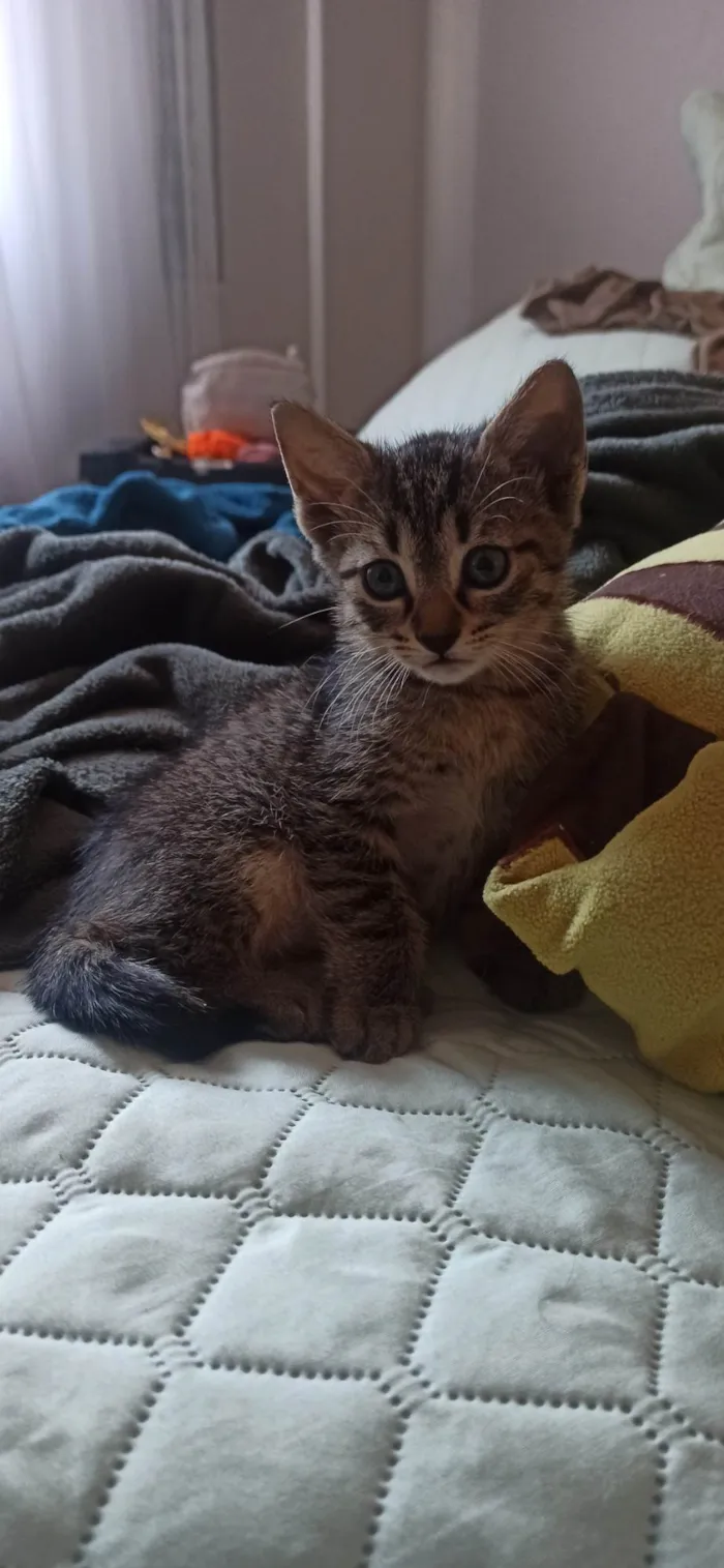 Gato ra a SRD-ViraLata idade 2 a 6 meses nome Simba