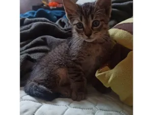 Gato raça SRD-ViraLata idade 2 a 6 meses nome Simba