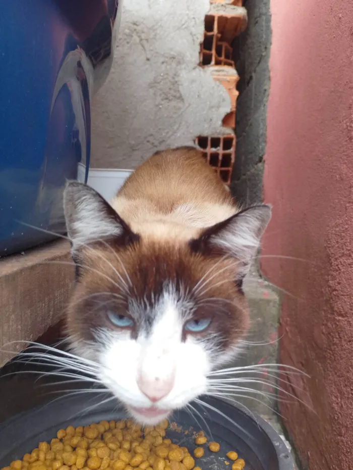 Gato ra a SRD-ViraLata idade 1 ano nome Sem nome