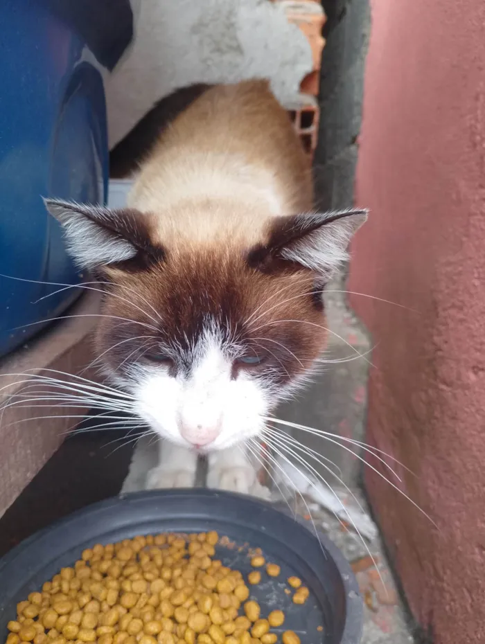 Gato ra a SRD-ViraLata idade 1 ano nome Sem nome