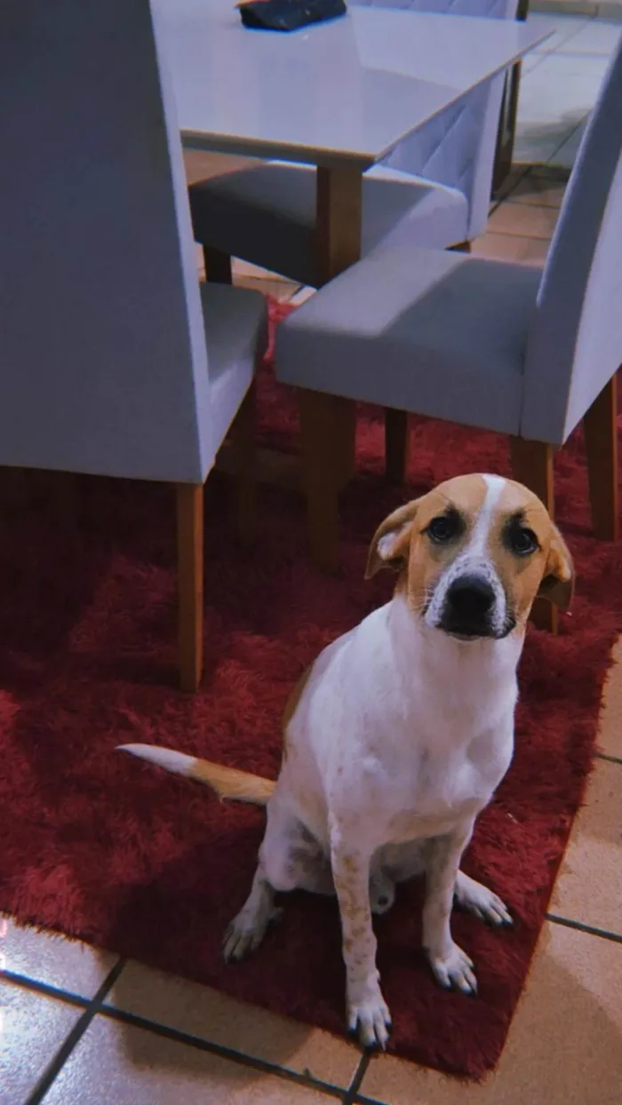Cachorro ra a SRD-ViraLata idade 7 a 11 meses nome Suzielem 