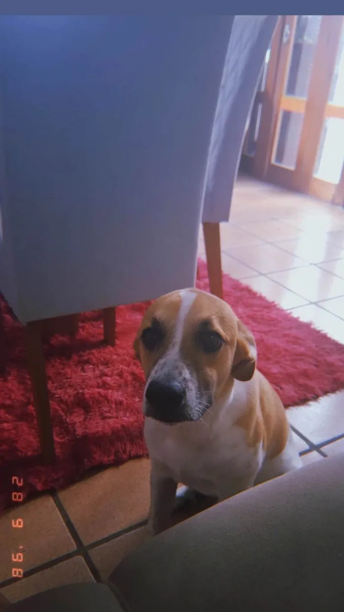 Cachorro ra a SRD-ViraLata idade 7 a 11 meses nome Suzielem 