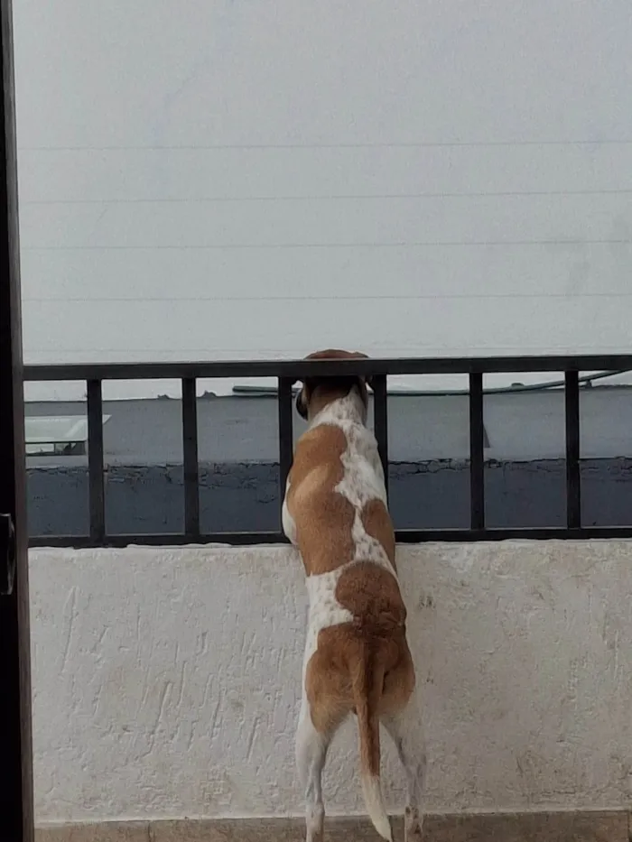 Cachorro ra a SRD-ViraLata idade 7 a 11 meses nome Suzielem 